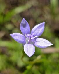 Image result for Wahlenbergia ericoidella