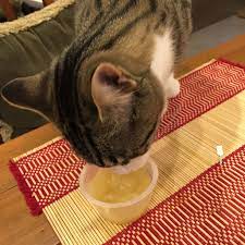 George Eating Applesauce Cats Animals George