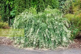 Lespedeza thunbergii is a species of flowering plant in the legume family known by the common names thunberg's bushclover, thunberg's lespedeza, and shrub lespedeza. Lespedeza White Foun Stock Photo By Nova Photo Graphik Image 0995585