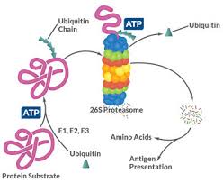 Proteasomes are protein complexes which degrade unneeded or damaged proteins by proteolysis, a chemical reaction that breaks peptide bonds. Recycling The Cell Autophagy And The Ubiquitin Proteasome Processes Biomol Blog Resources Biomol Gmbh Life Science Shop