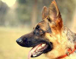 One call to terminix…and the pest is history. Pest Control Dogs Used In Detection Terminix