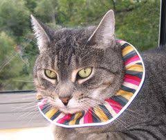 Birds Be Safe Collar We Help Birds Be Safe From Cats Cat Collars Cats Animals