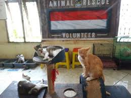 We did not find results for: Cat Shelter Banjarmasin Komunitas Yang Merawat Kucing Terlantar Sampai Rela Sewa Rumah Berita Banjarmasin Situs Berita Data Referensi Warga Banjarmasin