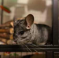 Littlest pet shop lps chinchilla white gray 1018 circle around eye. Chinchilla Pet For Sale Bc Petslover