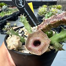 Image result for Huernia erectiloba