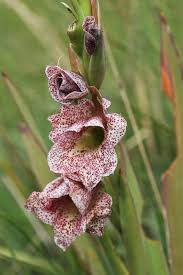 Image result for Gladiolus ecklonii