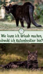 Urlaubs Reisezeit Wohin Mit Den Katzen Malous Rabaukenbande Ehrliche Blog Mit Uber Hunde Katzen Katzen K Katzen Urlaub Mit Katze Hund Und Katze