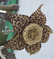 Image result for Orbea paradoxa