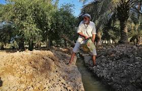 سیطره تلخ شوری آب بر نخیلات تشنه خوزستان - قدس آنلاین | پایگاه ...