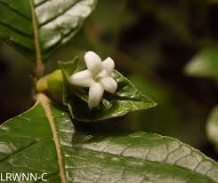 Image result for Psychotria succulenta
