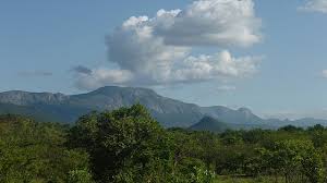 Image result for Cyrtanthus rhodesianus