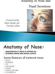 The external nose external nasal anatomy the form of the nasal subunits — the dorsum, the sidewalls, the lobule, the soft triangles, the alae, and the columella — are configured differently. Anatomy Of Nose And Human Nose Mucus