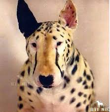 The Lesser Spotted Bull Terrier Bull Terrier Art Mini Bull Terriers British Bull Terrier