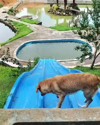 Pin By Cecilia Visconti On Dearcanine Blog Video Cute Baby Animals Cute Animals Funny Animals