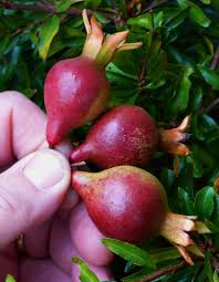 Dwarf Pomegranate Punica Granatum Nana Ornamental Plants Fruit Pomegranate