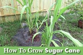 See full list on minecraft.fandom.com How To Grow Sugar Cane Plants Sugar Cane Plant Survival Gardening