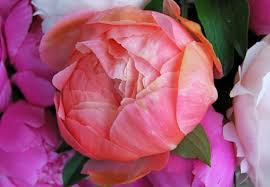 After 5 years of growing peonies, i thought i'd share my favourite peony growing, picking & storing tricks with you today. When The Normally Tough Peony Fails To Bloom A Way To Garden