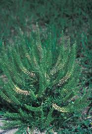 Image result for Rhipidoglossum delepierreanum