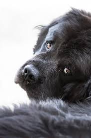 Find newfoundlands puppies & dogs for sale uk at the uk's largest independent free classifieds site. 180 Newfoundland Puppies Ideas Newfoundland Puppies Newfoundland Puppies
