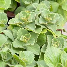 Image result for Coleus caninus