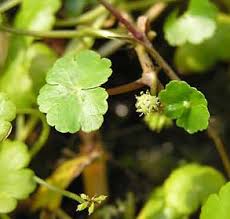 Image result for Hydrocotyle mannii