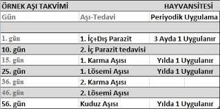 kedi asilari ve asi takvimi