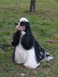 Image result for americký kokršpaněl