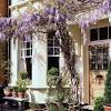Compare japanese, chinese, american and kentucky wisteria cultivars and see pictures. 1
