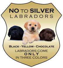 2 dog puppies for sale. Lure Labradors