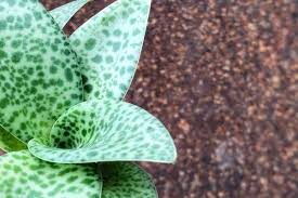 Image result for Drimiopsis