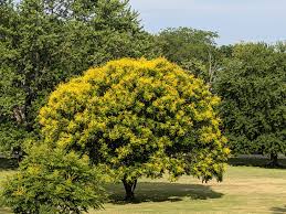 Image result for Koelreuteria