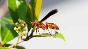 Wasp Stings: Here'S What Helps With Swelling, Itching And Other Reactions