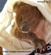 kennedy jack baby koala koala bear koala