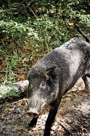 One of the biggest challenges in long term hog hunting and management is to be able to keep hogs in a given area for an extended period of time. A Plague Of Pigs In Texas Science Smithsonian Magazine