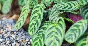 Suited to underplanting in tropical style gardens too! Ctenanthe Burle Marxii Care Growing Fishbone Prayer Plant Calathea