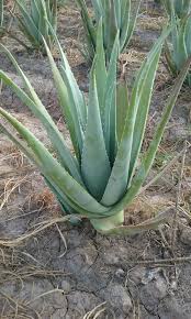 Une fois sur votre plan de travail, découpez. Ou Trouver De L Aloe Vera Fraiche Comment En Avoir Chez Soi