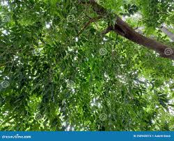 Image result for Putranjivaceae