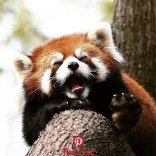 Red Panda Red Panda Cute Cute Animals Red Panda