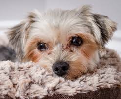 Morkie Dog Complete Guide To Maltese Yorkie Mix All