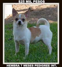 Galeria De Cachorros Hgg Cachorros En Venta Dogs Corgi Animals