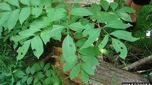 A larger tree may require the use of a chainsaw. Hoosier Gardener Take Precautions When Removing Plants Containing Skin Irritants