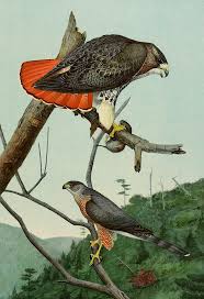 Birds Of Prey New York Red Tailed Hawk And Cooper S Hawk Louis Agassiz Fuertes Illustration From The Annual Report Of The Commiss Scientific Illustration Illustration Birds Painting