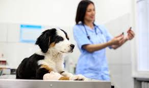 The Benefits of Veterinary Pharmacy Services | KnowlesWellness