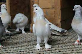 Turkey Fancy Pigeon Hayvanlar Kus