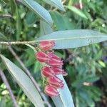 Image result for Agarista salicifolia