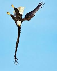 Birds That Look Like Eagles Pin On Gokyuzunun Buyuk Abileri