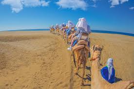 Con guías profesionales que te explicarán todo lo relacionado con la región, pasarás por la playa de rancho san cristóbal y, si estás en los primeros meses del año. Top Destinations Africa Activity Camel Outback Adventure