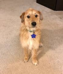 Maybe you would like to learn more about one of these? Benji Rocket Dog Rescue
