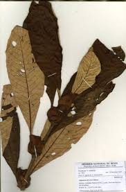 Image result for Stipularia africana