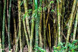 I was doing some gardening yesterday and anyone have an idea of how to get rid of a in ground bees nest? 5 Ways To Kill Bamboo Permanently Bamboo Plants Hq